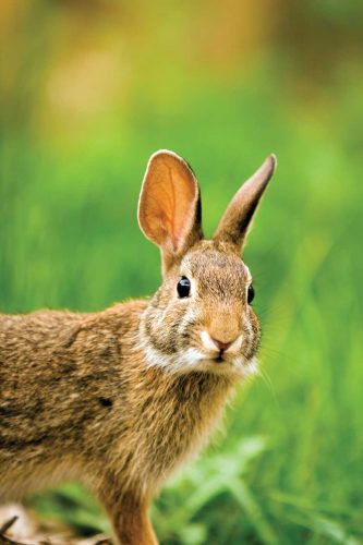 rabbit-facts-rabbits